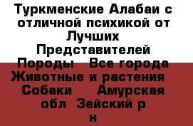 Туркменские Алабаи с отличной психикой от Лучших Представителей Породы - Все города Животные и растения » Собаки   . Амурская обл.,Зейский р-н